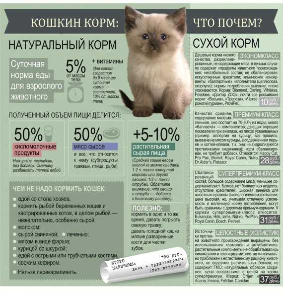 Чем кормить сиамских котят