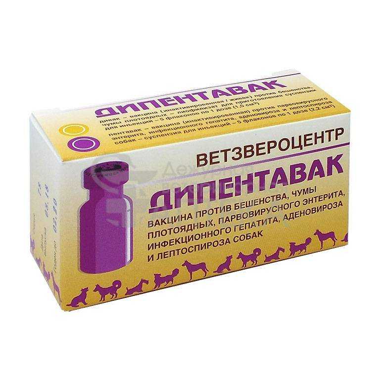 Вакцина Дипентавак для собак: состав и форма выпуска, показания и инструкция по применению, противопоказания, отзывы, цена