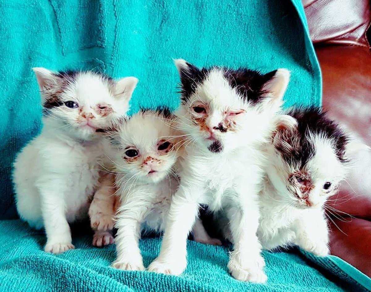 Когда котенка можно забирать от кошки?