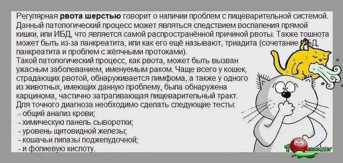 Котенка вырвало: возможные причины, что делать. как лечить питомца дома, если у котёнка рвота: первая помощь при отравлении - автор екатерина данилова - журнал женское мнение