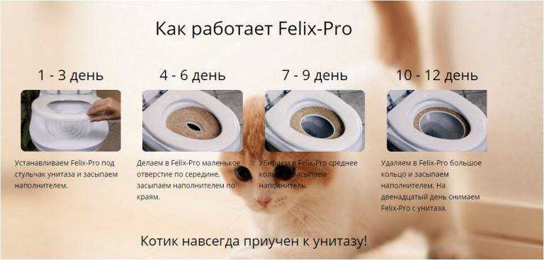 Приучаем котенка к лотку: быстро и надежно
