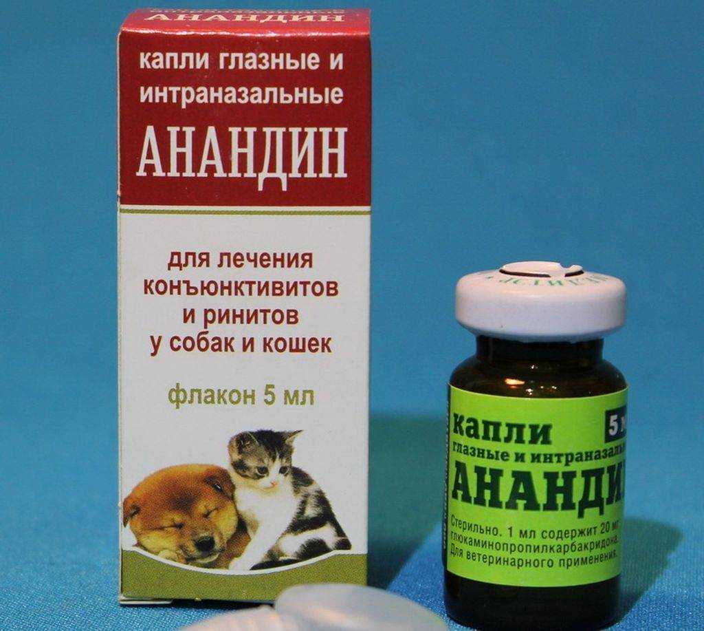 Выделения из носа у кота - симптомы, лечение, препараты, причины появления | наши лучшие друзья