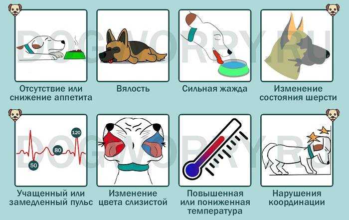 Как отучить щенка скулить по ночам: 8 способов