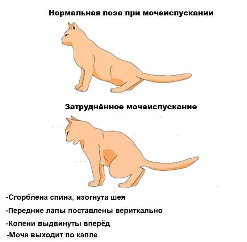 Почему ваша кошка худеет | звери дома