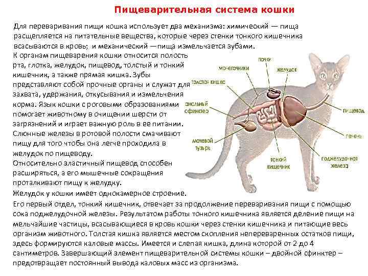 Бродильная диспепсия симптомы у кошек