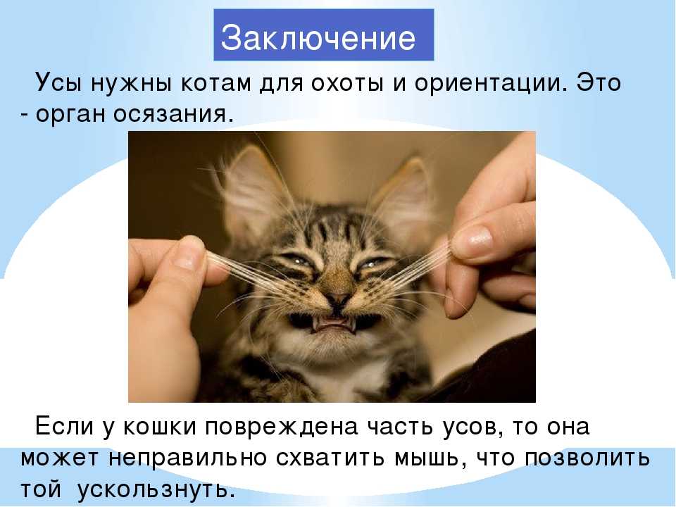 Зачем кошке нужны усы - функции усов