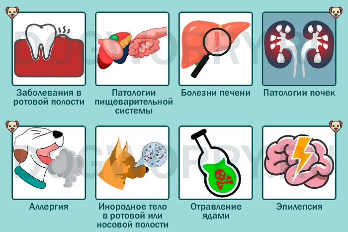 ᐉ кот облизывается и сглатывает слюну, почему кошка постоянно лижется? - zoomanji.ru