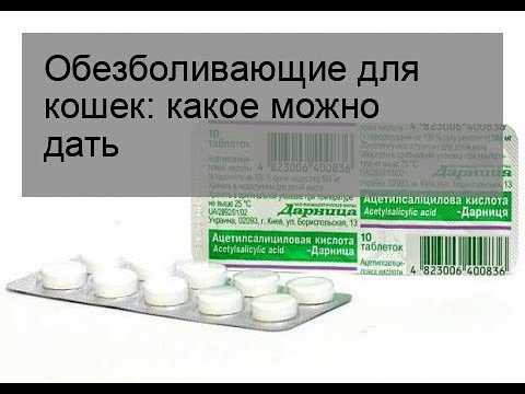 Что делать, если ваш кот заболел? какие основные признаки и симптомы? как понять, что питомец заболел? причины? как оказать помощь в домашних условиях? когда нужно обратиться к ветеринару?