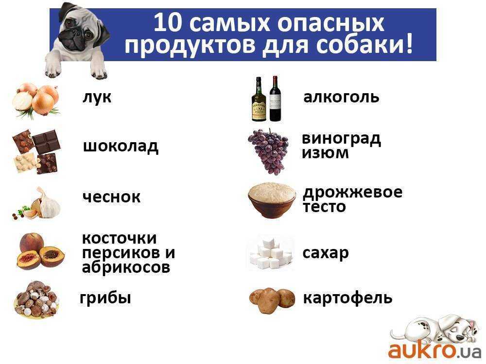 Каша для щенка: какую можно давать (пшенную, манную, овсяную, молочную), как ее варить - рецепты и стоит ли вообще ею кормить малыша?