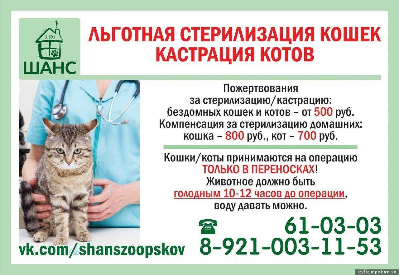 Сколько Стоит Стерилизация Кошки В Москве Цена