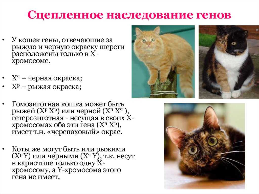 Основные понятия генетики. племенное разведение собак