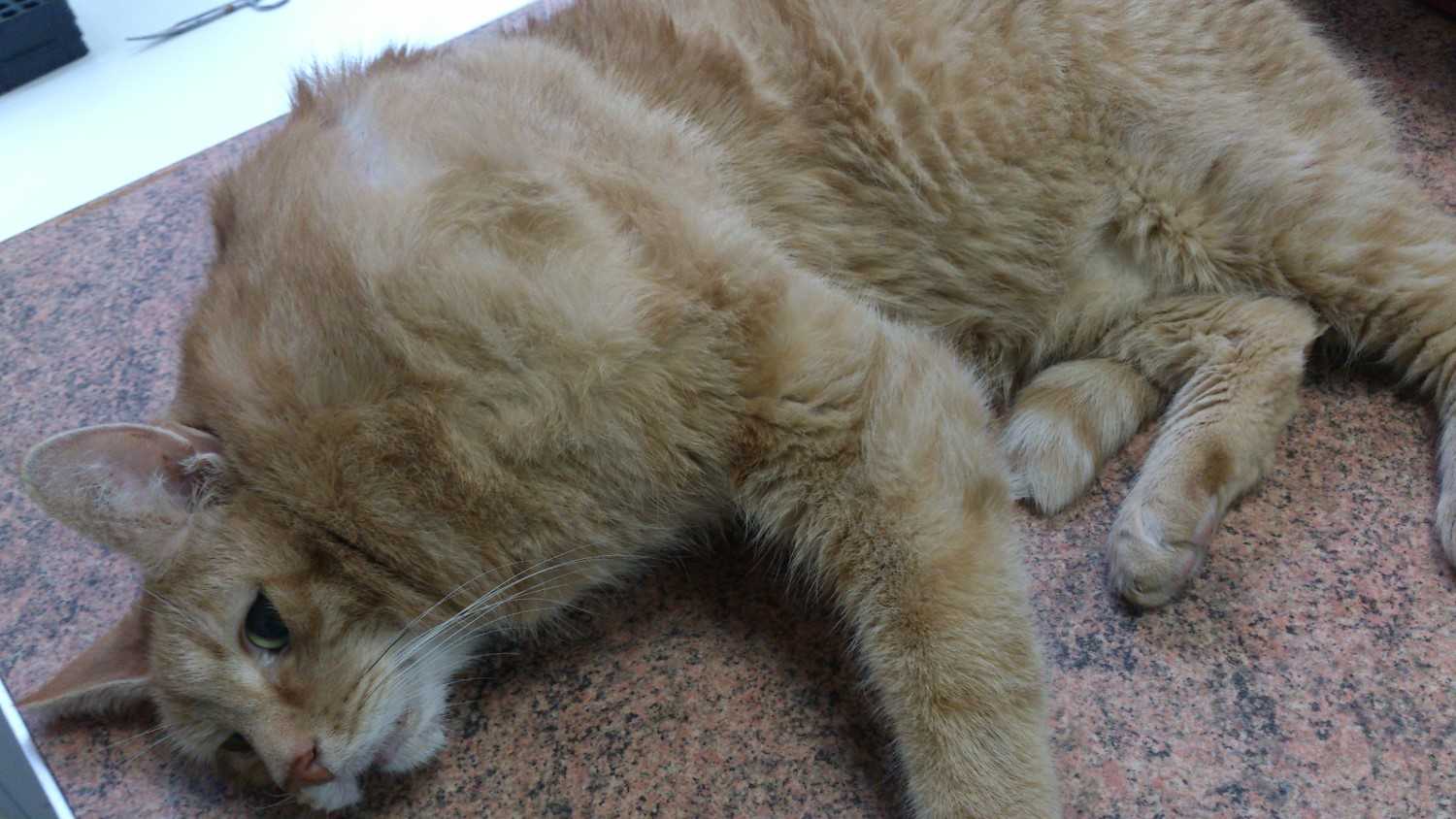 Кошка после удаления опухоли молочной железы