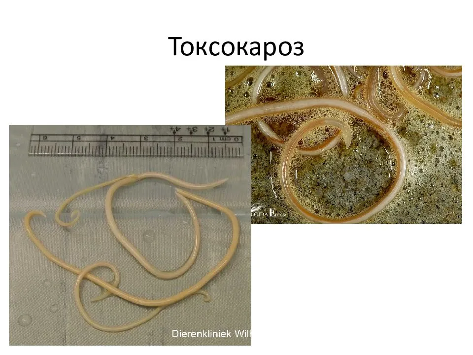 Аскариды у кошек: признаки, виды, диагностика, лечение