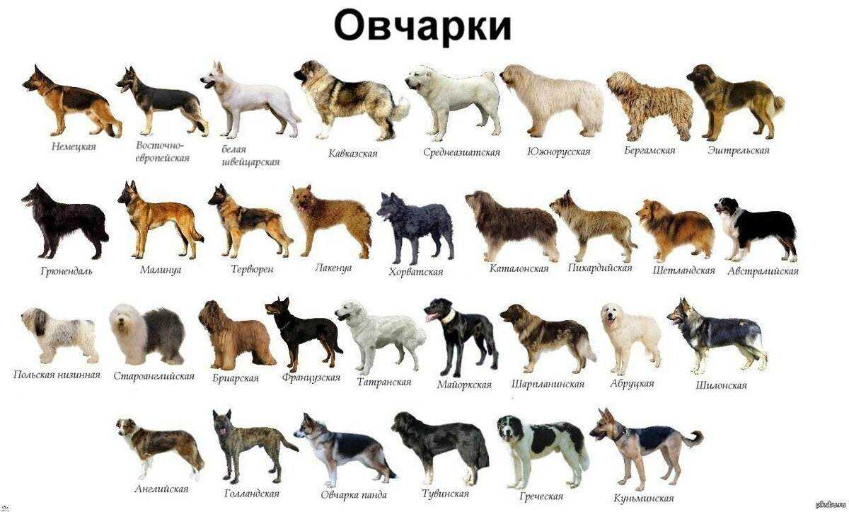Собаки компаньоны породы, маленькие, средние, для квартиры, для ребенка, для пожилых. породы собак компаньонов и их дрессировка. в статье пойдет речь о собаках компаньонах и об их дрессировке.