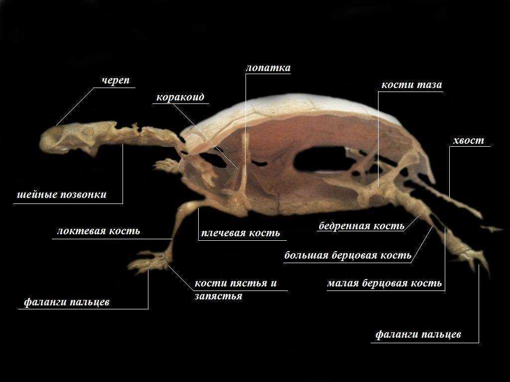 Анатомия черепахи: из чего состоит скелет и панцирь, причины размягчения панцирной части