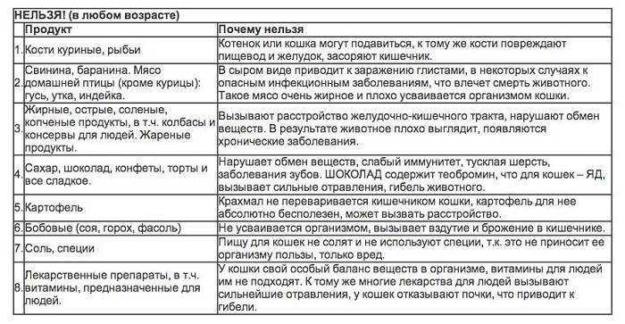 Чем кормить котенка в 3-4 месяца: рацион питания, режим