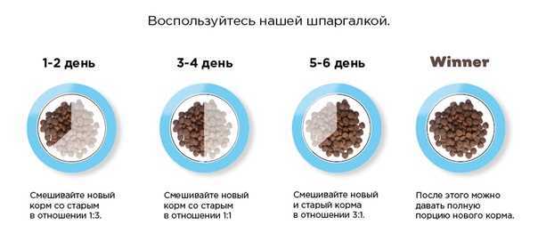 ᐉ как перевести котенка на готовый рацион? - ➡ motildazoo.ru
