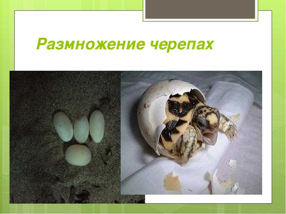 ᐉ как красноухие черепахи откладывают яйца? - zoomanji.ru