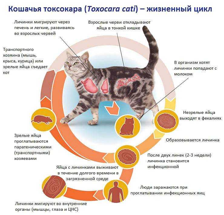 Почему кошка грызет когти: физиологические или психологические проблемы. как помочь питомцу?