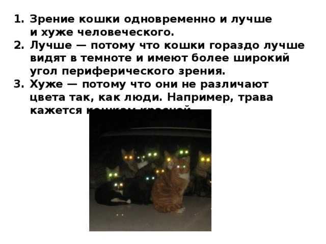 Как видят кошки: различают ли цвета, хорошо ли ориентируются в темноте и другие аспекты