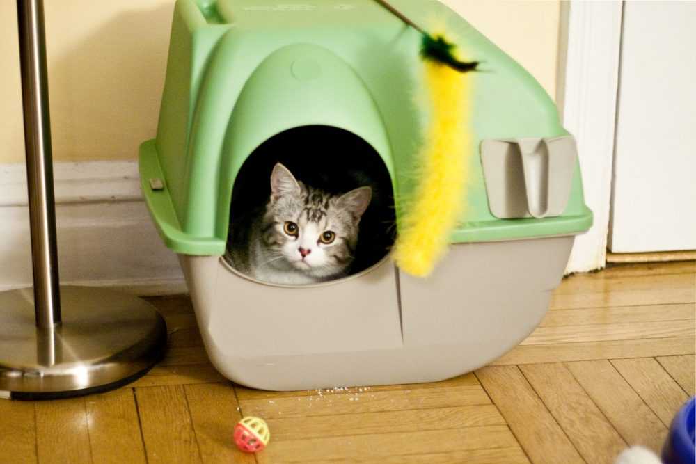 Как приучить кошку (котенка, кота) к домику?