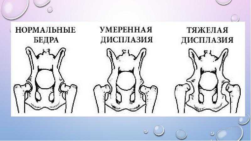 Вывих тазобедренного сустава у кошки: причины, диагностика, лечение_ | wwwcat.ru