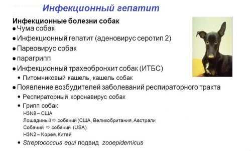 Кашель у собак