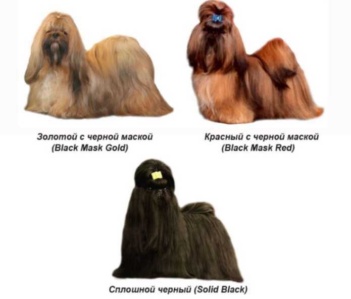 Ши-тцу 🐕: описание породы, характер, содержание и уход, фото собаки