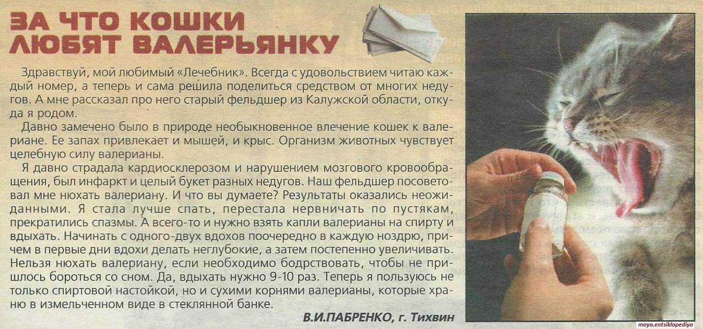 Агрессивная кошка - в чем причины такого поведения