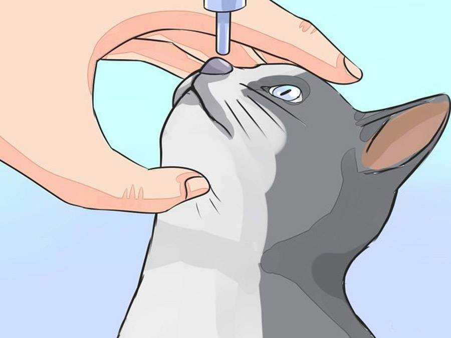 Как вылечить насморк у кошки: 10 шагов