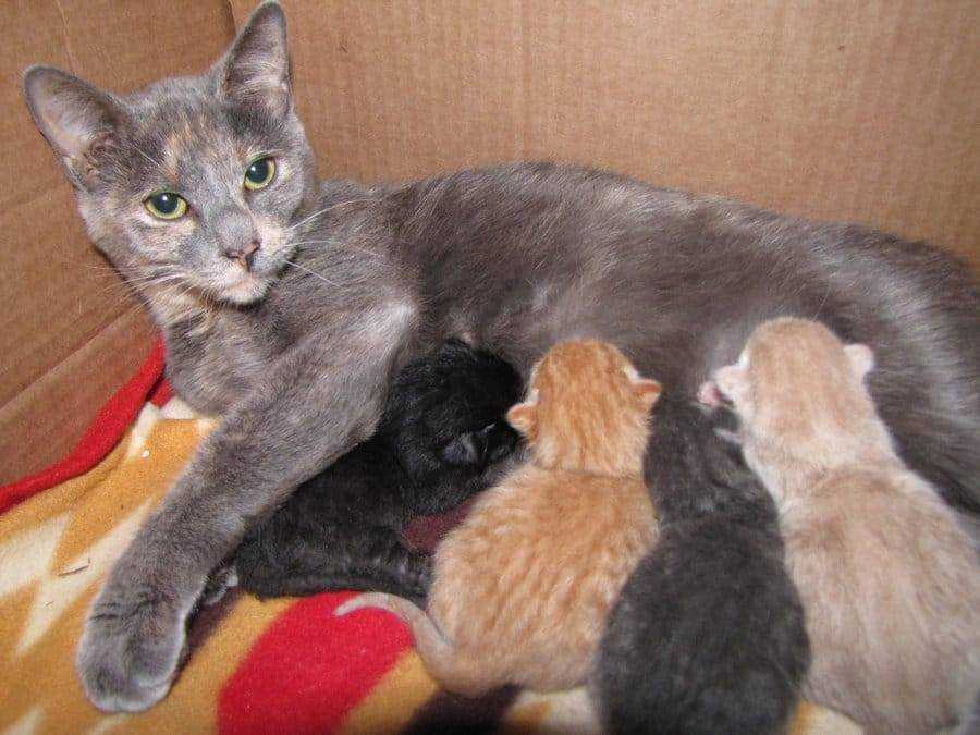 Во сколько котята начинают ходить