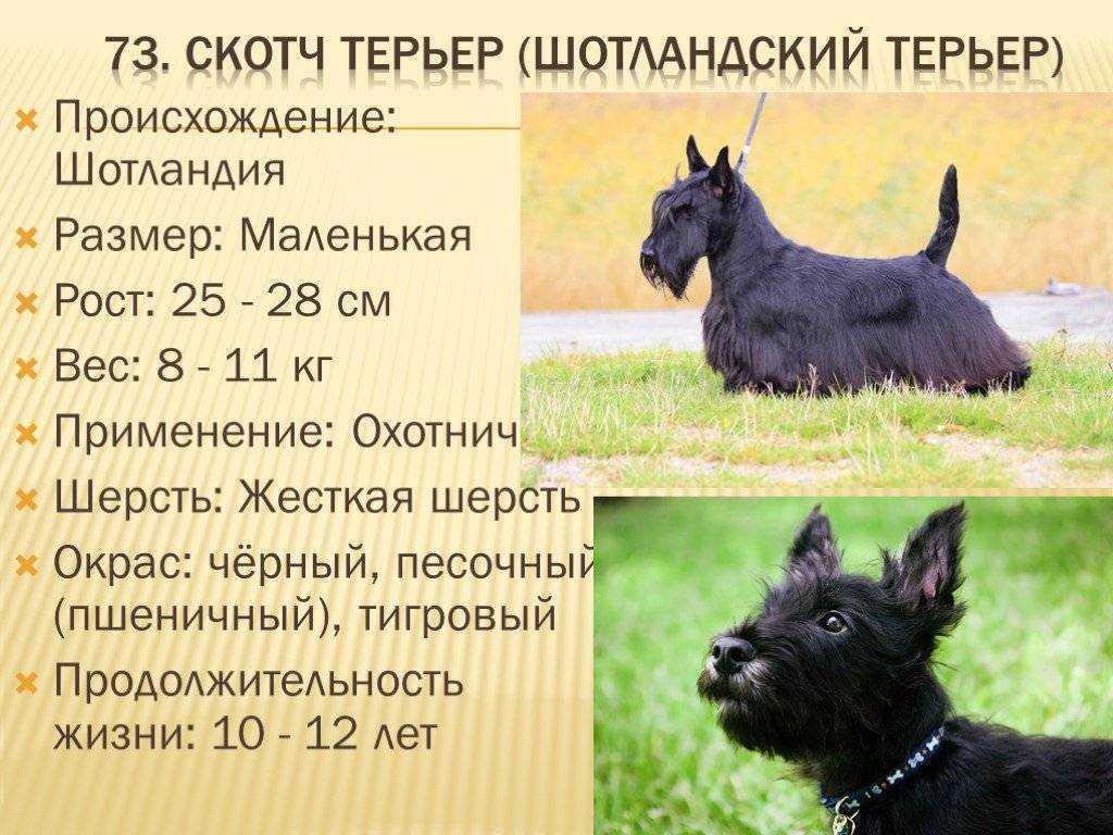 Скотч-терьер: фото, описание шотландской породы, характер, существующие окрасы, сколько живут