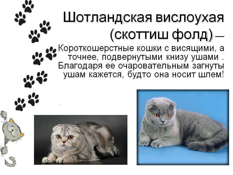 Чем кормить шотландских кошек советы ветеринаров