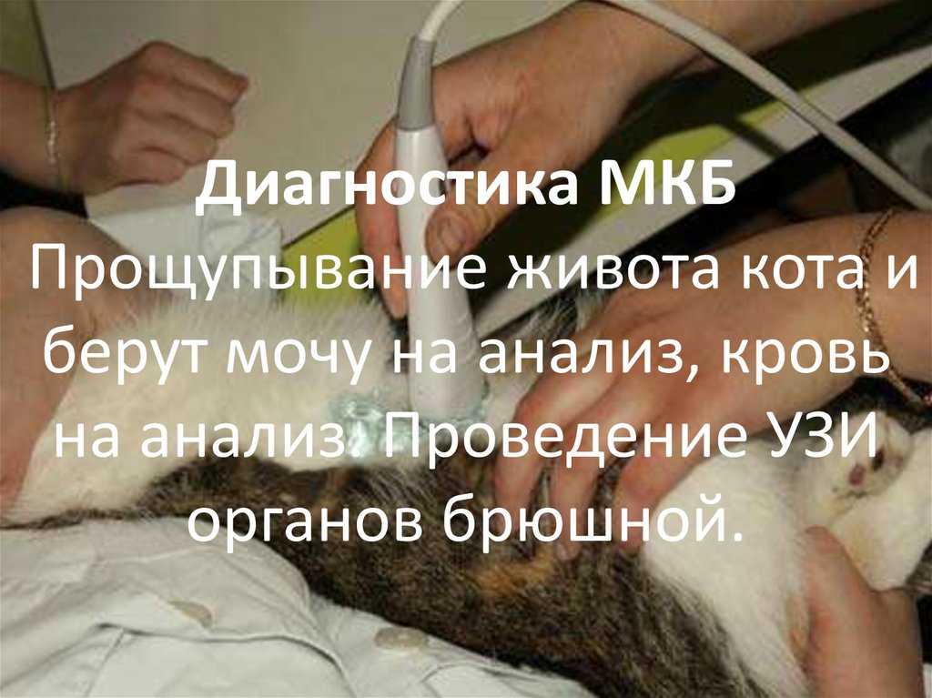Кровь у кота из мочеиспускательного канала - причины и лечение