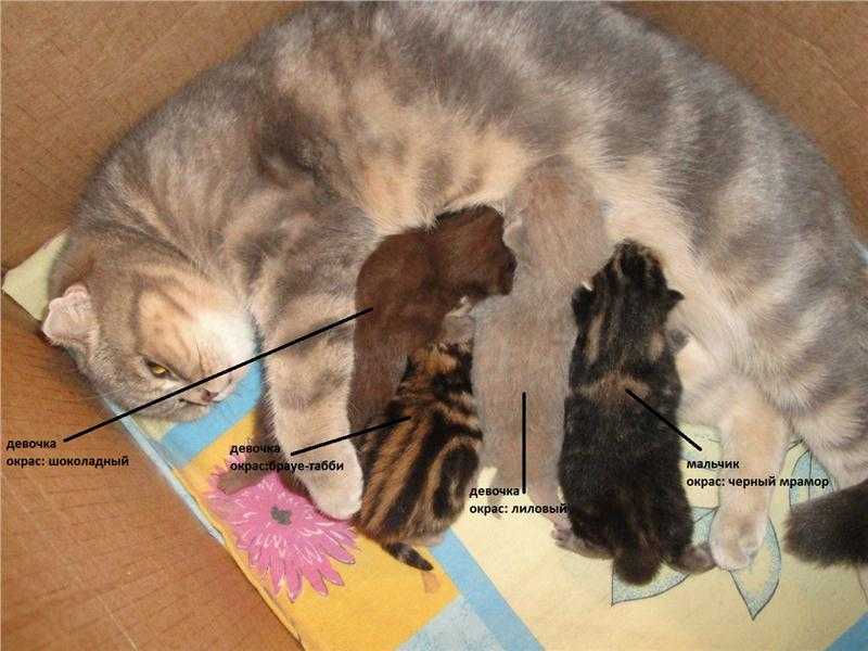 Как свести домашнюю кошку с котом