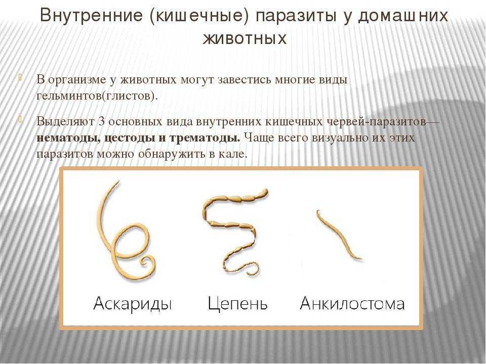 Как понять, что у собаки глисты: явные и скрытые признаки | звери дома