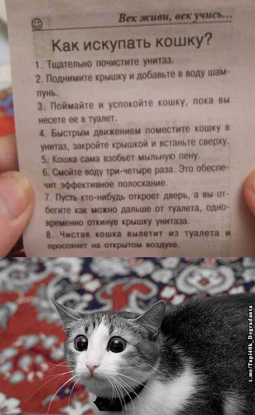 Можно ли мыть беременную кошку