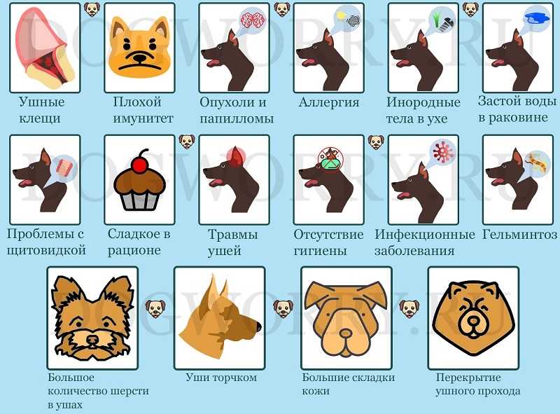 Кот чешет уши и трясет головой