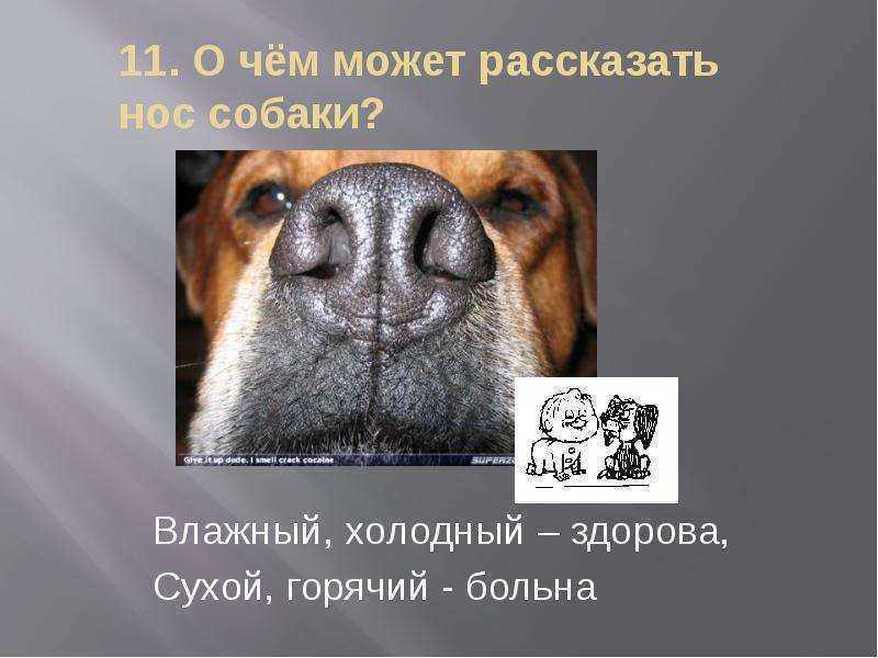 Мокрый нос у собаки: каким должен быть нос у здорового питомца, что делать