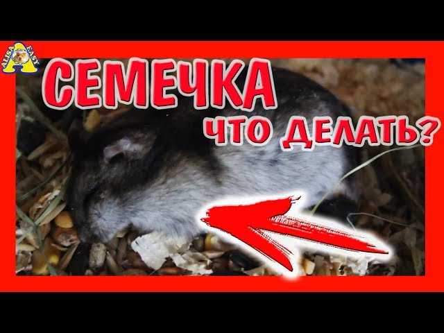 Что делать, если умер хомяк? как похоронить хомяка