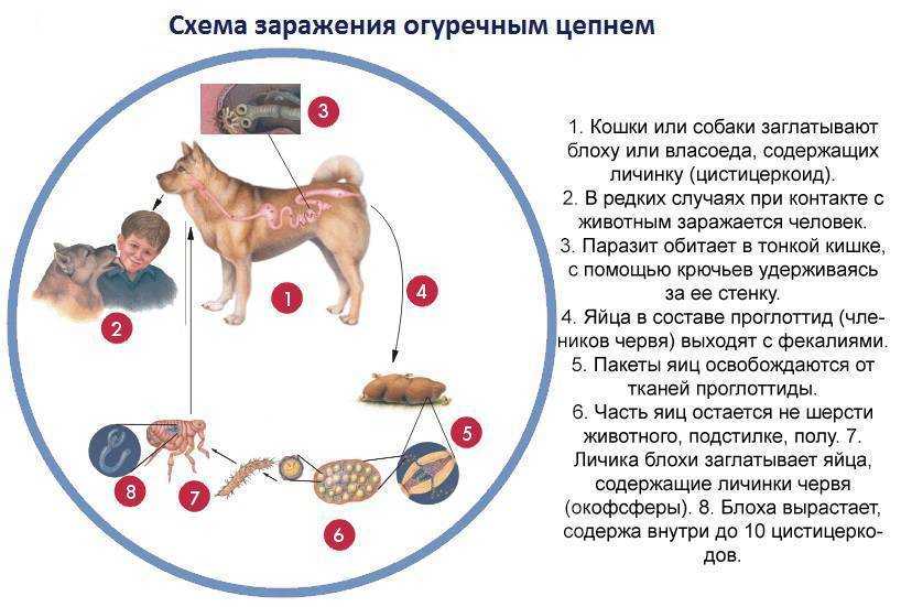 Глисты у кошек
