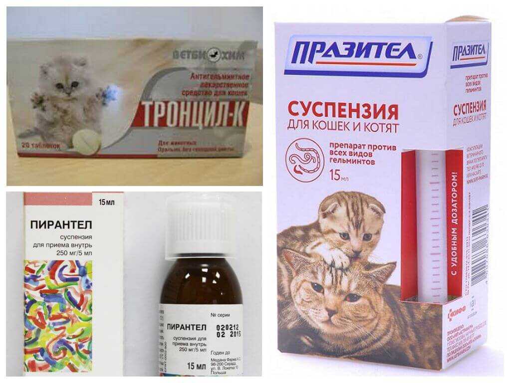 Вермидин для кошек — инструкция по применению: дозировка, противопоказания + фото и видео