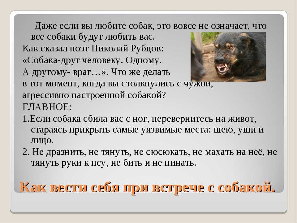 Почему у собаки одно ухо стоит другое нет