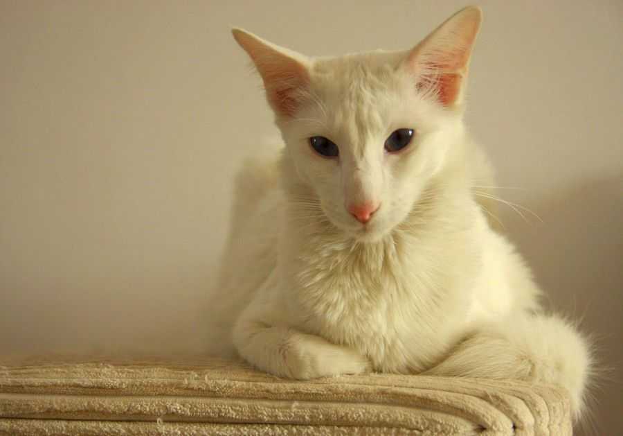 Белая сиамская кошка: особенности породы и содержания - мир кошек