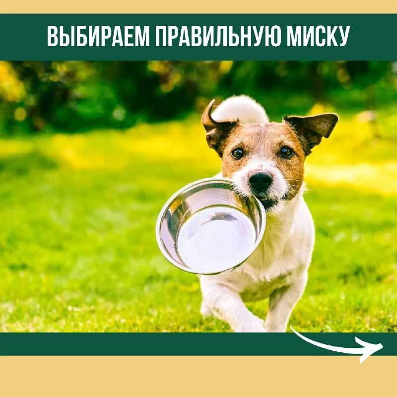 10 причин, почему собака может отказываться от еды в миске | наблюдения владельца собаки
