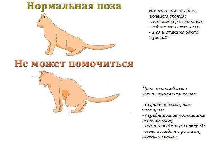 Почему кошка худая, причины, почему кот не поправляется, но есть хорошо, что делать и чем кормить - блог о животных - zoo-pet.ru