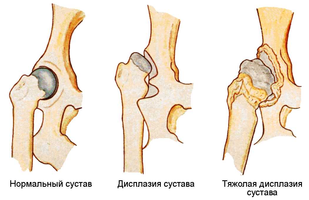 Дисплазия тазобедренного сустава у кошек