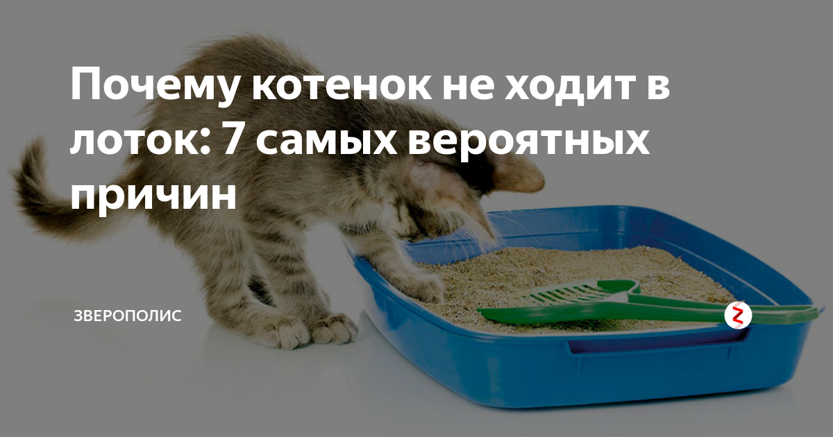 Как отучить кошку мочиться на постель - wikihow