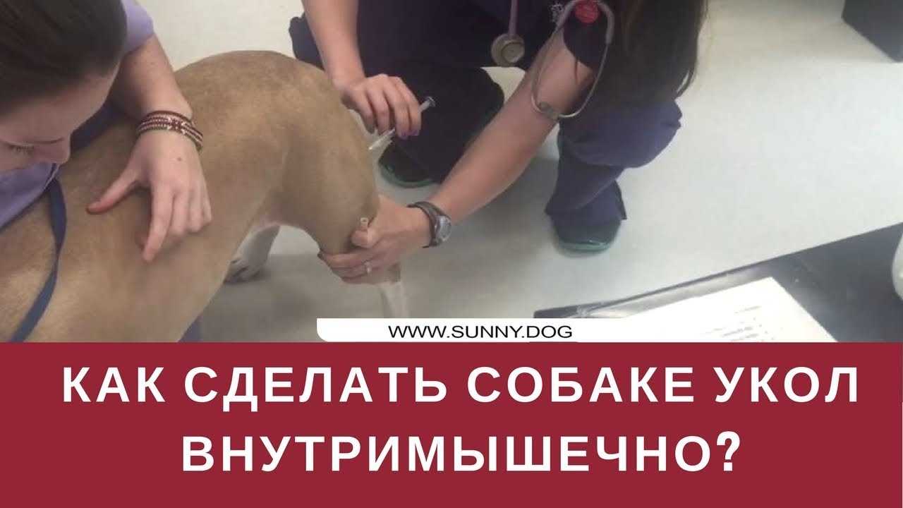 Как сделать укол собаке в холку, подкожно, внутримышечно, в бедро: фото, видео