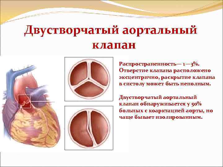 Скелет кошки - строение, анатомия, фото